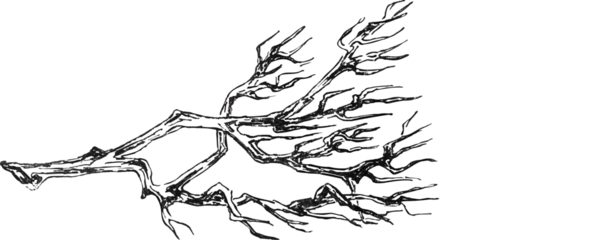 Vintage drawing of leafless tree branch. Black and white sketch of a bare tree branch with spreading twigs, hand drawn in ink with detailed lines and natural texture