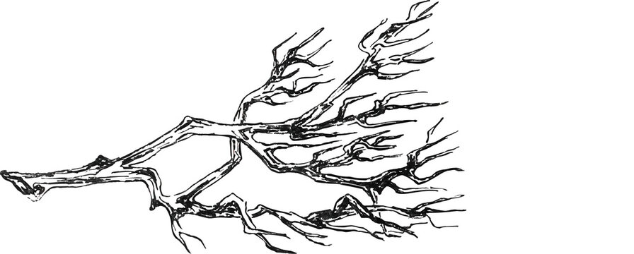Vintage drawing of leafless tree branch. Black and white sketch of a bare tree branch with spreading twigs, hand drawn in ink with detailed lines and natural texture