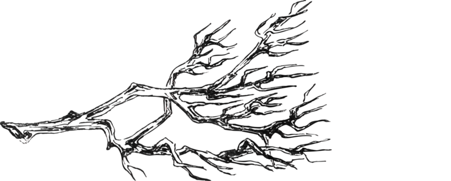 Vintage drawing of leafless tree branch. Black and white sketch of a bare tree branch with spreading twigs, hand drawn in ink with detailed lines and natural texture