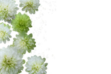 Beautiful natural background for designers with space for text. Flowers, water, freshness, waves, abstract image.