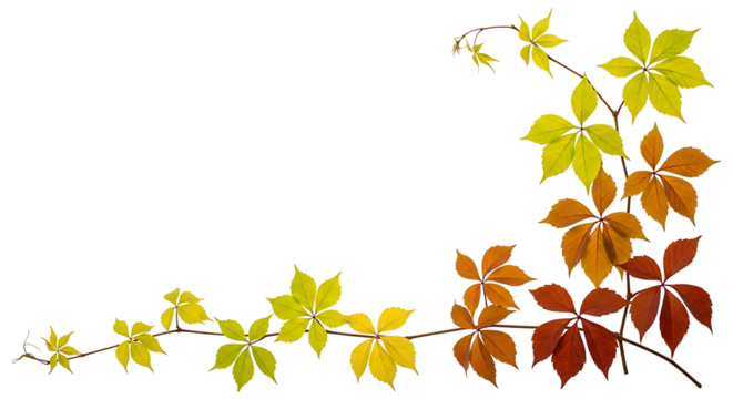 Vibrant Autumn Virginia Creeper Vine Branch with Palmate Leaves in Gradient Colors. - Powered by Adobe
