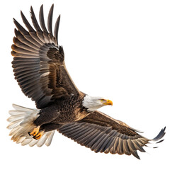 Obraz premium Bald eagle in flight, wings spread wide, isolated on transparent background