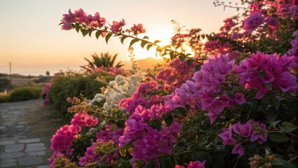 Vibrant pink bougainvillea flowers bloom in the warm glow of a setting sun creating a picturesque garden pathway scene