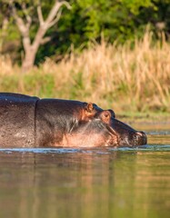 Hippopotamus in water