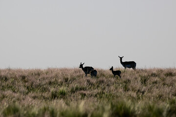 Mother and baby Blackbuck Antelope in Pampas plain environment, La Pampa province, Argentina