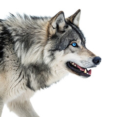 Fototapeta premium A wolf with striking blue eyes and bared teeth, isolated on a transparent background