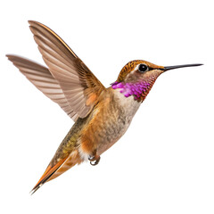 Fototapeta premium Hummingbird in flight, isolated on transparent background