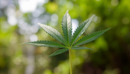 Cannabis Leaf Closeup with Nature Background
