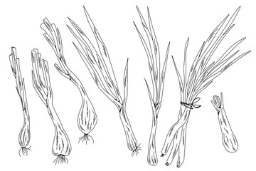 Black and White Green Onion Vector Set, Minimalistic Line Drawings of Fresh Scallions