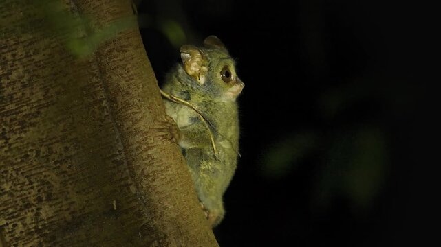 Cute Gursky Spectral tarsier or Tangkasi or Wusing Tarsius spectrumgurskyae, Sulawesi in Indonesia, the smallest primate sitting in the tree, split this species off from the spectral tarsier