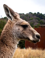 Fototapeta premium Kangaroo profile, serene nature backdrop