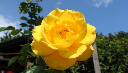 A vibrant yellow rose blossoms against a backdrop of a sunny sky and lush greenery.