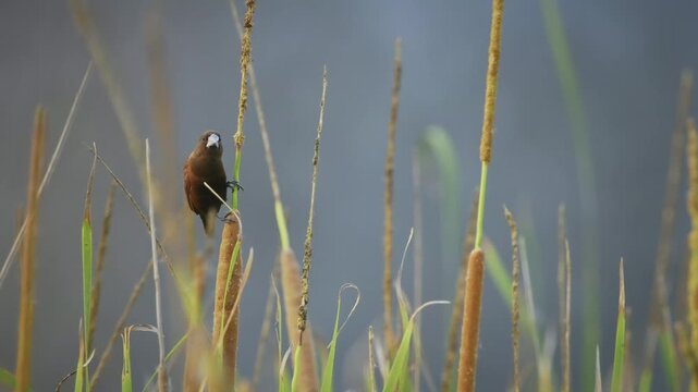 Chestnut or black-headed munia Lonchura atricapilla small passerine dark brown bird, estrildid finch resident breeding bird in south east Asia, China, India, Nepal, Taiwan, Hawaii.