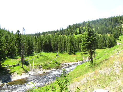 Forest with small creek in Montana