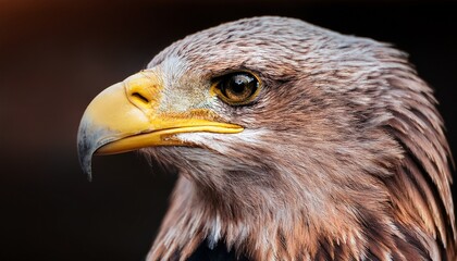 Naklejka premium close up of an eagle s head detailed view