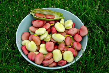 kolorowe nasiona bobu w misce na trawie, czerwony i żółty bób, wyłuskane nasiona bobu, Vicia faba, Fresh broad bean seeds in a bowl, shelled broad bean seeds	