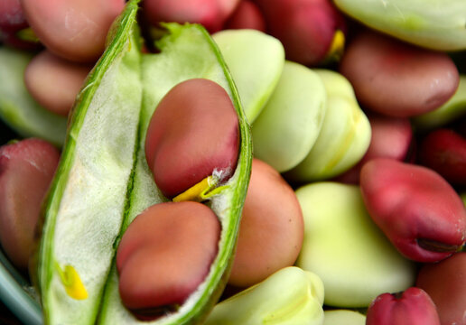 czerwone nasiona bobu w otwartym strąku z miękką wyści&oacute;łką, b&oacute;b w otwartym strąku, b&oacute;b odmiany Karmazyn, Karmazyn Broad Beans, broad beans in an open pod, broad beans Close-up