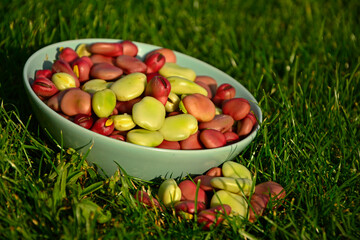 kolorowe nasiona bobu w misce na trawie, czerwony i żółty bób, wyłuskane nasiona bobu, Vicia faba, Fresh broad bean seeds in a bowl, shelled broad bean seeds	