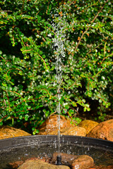 źródełko w ogrodzie, mini fontanna solarna otoczona kamieniami i zielonymi roślinami, tryskający strumień wody z małej fontanny ogrodowej, a solar fountain in a small bowl in the garden  © kateej