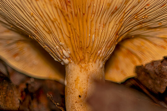 Milk that oozes from spores of milk-caps mushroom (Lactarius)
