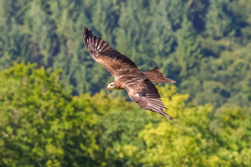Red kite in flight
