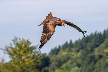 Red kite in flight