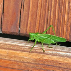 Fototapeta premium Green grasshopper on wooden shutter