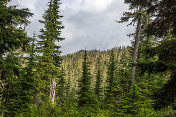 pine trees in the forest