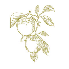 Set of original hand-drawn illustrations of minimalist apples for posters, cards, and graphic design.