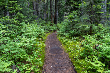 Obraz premium path in the forest