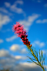 kwiat liatry kłosowej na tle niebieskiego nieba, fioletowy kwiat liatry na tle nieba, kłosowy kwiatostan liatry, kwitnąca liatra kłosowa, Liatris spicata, dense blazing star, prairie feather, gayfeath © kateej