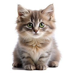 Obraz premium Stylized line art drawing of a cats head in profile, isolated on transparent background, minimalist feline illustration, elegant animal sketch, simple outline art