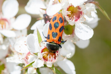Bright Orange Jewel Beetle with Black Spots on Native Flowers