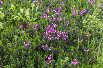 Fototapeta premium field of pink flowers