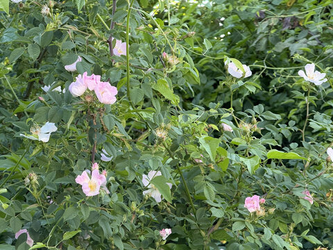 Rosaceae Ackerrose Hundsrose Rose Caninae Wildrose Heckenrose Heiderose field dog wild white pink heather rose nature pink White rosa floral Beautiful