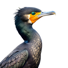 Fototapeta premium Closeup profile of a cormorant bird with vibrant green eyes and orange throat, isolated on transparent background