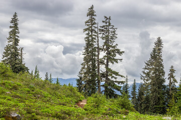 pine trees in the mountains