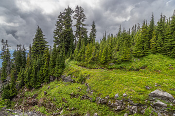 Obraz premium forest in the mountains