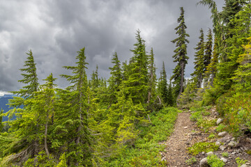 forest in the mountains