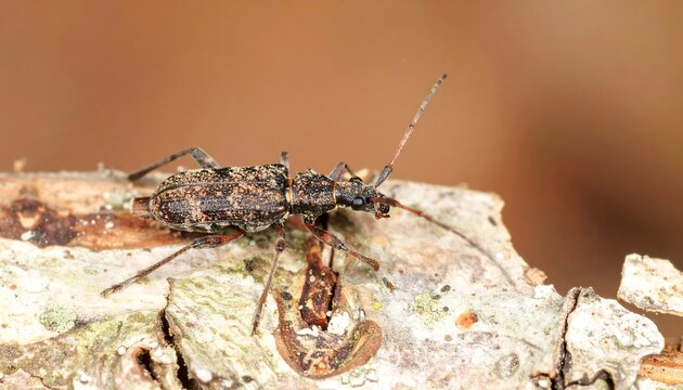 Longhorn beetle on tree bark - Powered by Adobe
