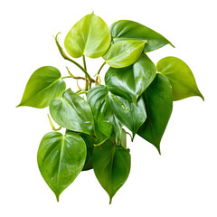 green philodendron leaf cutting on white surface
