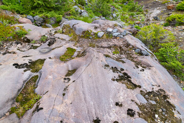 moss on the rock
