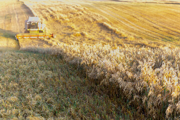 Barley harvest at sunset. A combine works in the background.