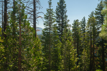 pine trees in the forest
