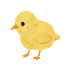 ひよこ　水彩風手描きイラスト