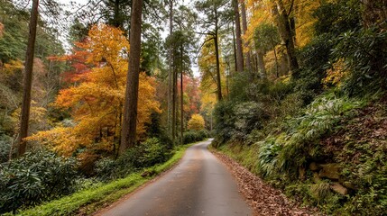 Obraz premium A winding paved road through a dense autumn forest