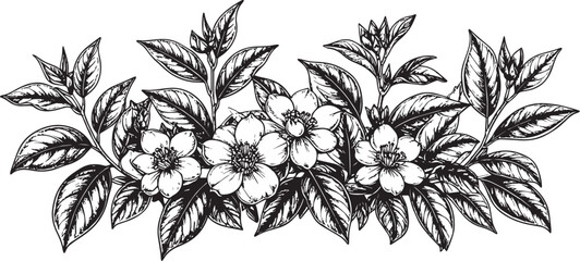 A Botanical Engraving of Blossoms
