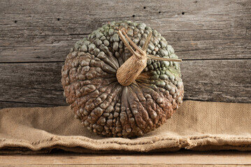 Fall Harvest Marina di Chioggia Warty Pumpkin on Burlap