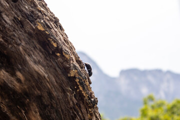  Beetle on tree with mountain view
Macro shot of a beetle climbing a tree trunk with Monterrey mountains blurred in the background. Wildlife and landscape connection in one frame.