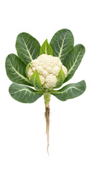 Fototapeta premium Fresh cauliflower plant with leaves and roots isolated on transparent background showcasing its natural beauty and structure